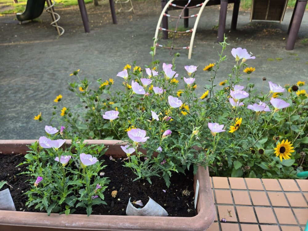お盆が明けました！